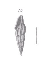 Conidae  nel Mediterraneo : Genere Mangelia